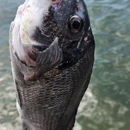 チヌ