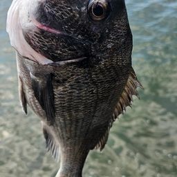 チヌ