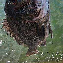 チヌ