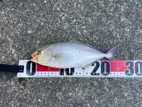 ショゴの釣果