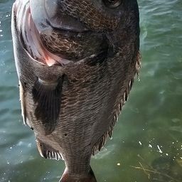 チヌ