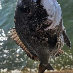チヌ