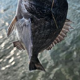 チヌ