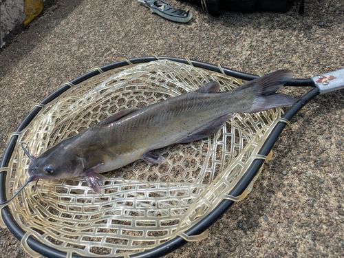 アメリカンキャットフィッシュの釣果