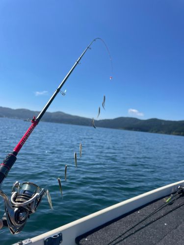 ワカサギの釣果