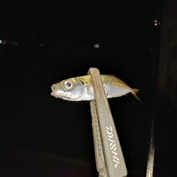アジ