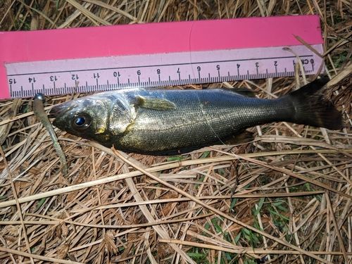 セイゴ（タイリクスズキ）の釣果