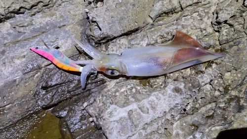 ケンサキイカの釣果
