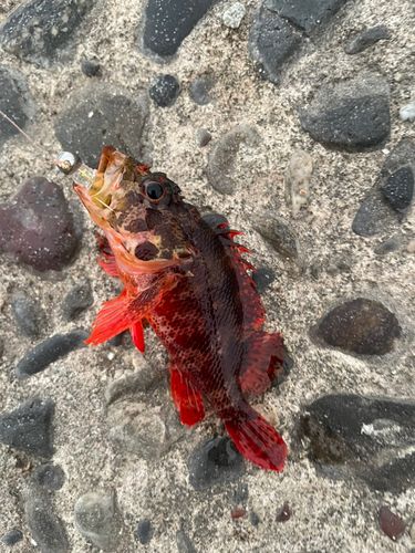 カサゴの釣果