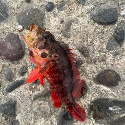 カサゴ
