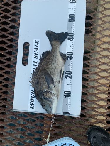 クロダイの釣果