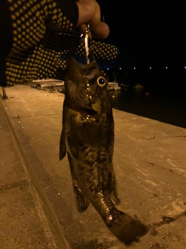 ソイの釣果