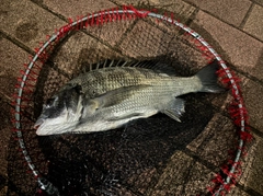 クロダイの釣果