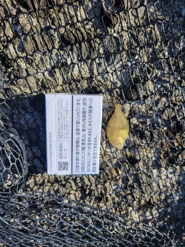 マツカワの釣果