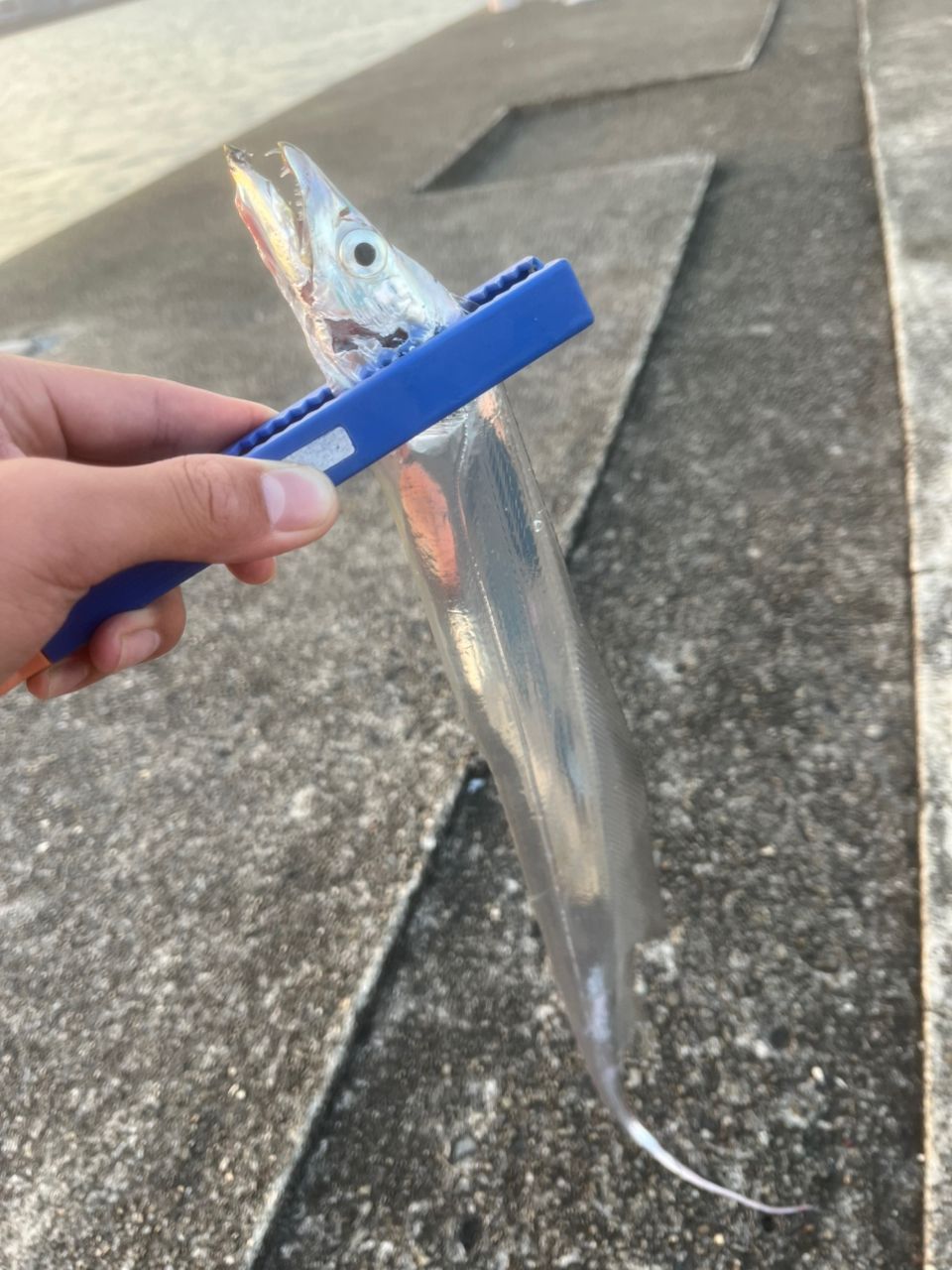 タチウオ