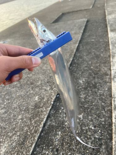 タチウオの釣果
