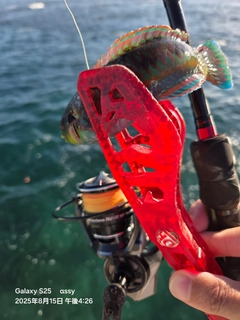 ニシキベラの釣果