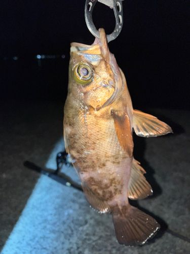 アカメバルの釣果