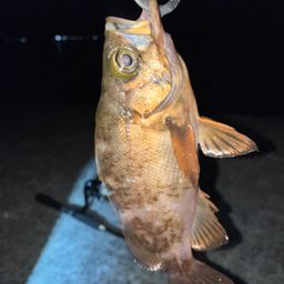 アカメバル