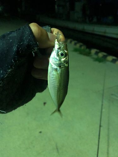 マアジの釣果
