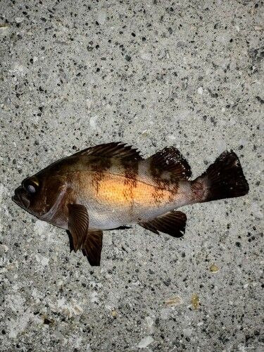 クロメバルの釣果