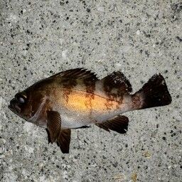 クロメバル