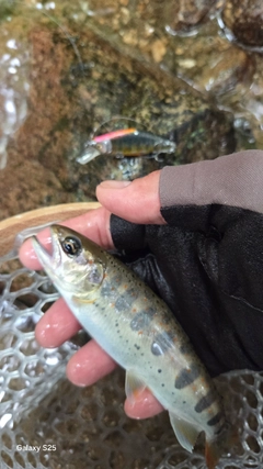 イワナの釣果