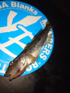 ハゼの釣果