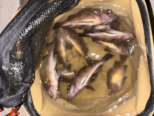 アカメバルの釣果
