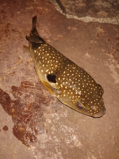 フグの釣果