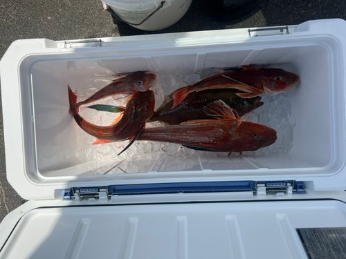 ホウボウの釣果