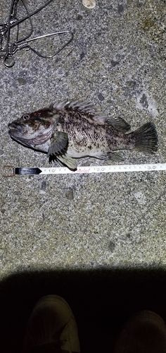 ハチガラの釣果