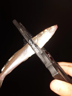シロギスの釣果