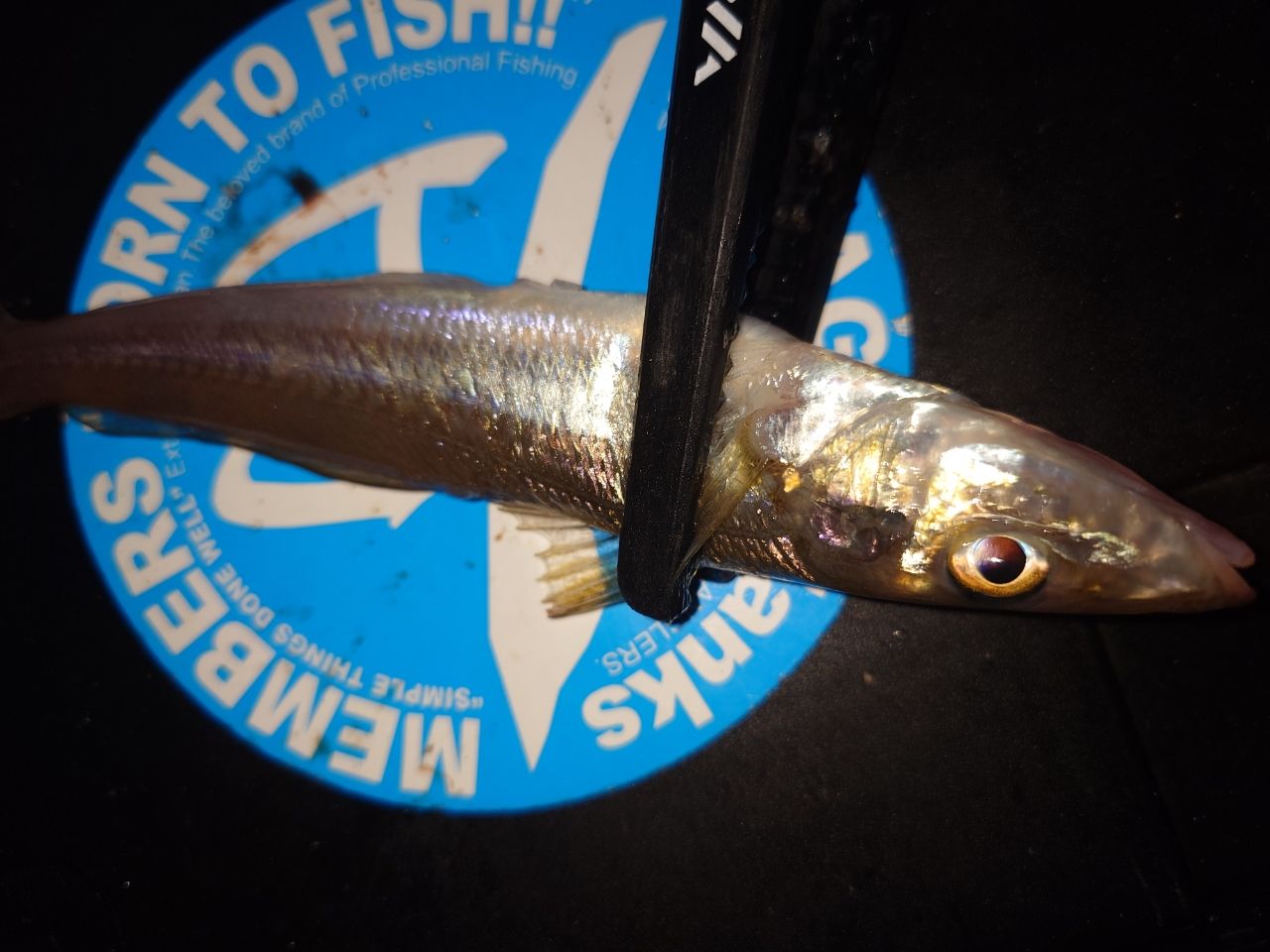 シロギス