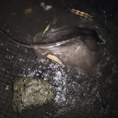 アカエイの釣果