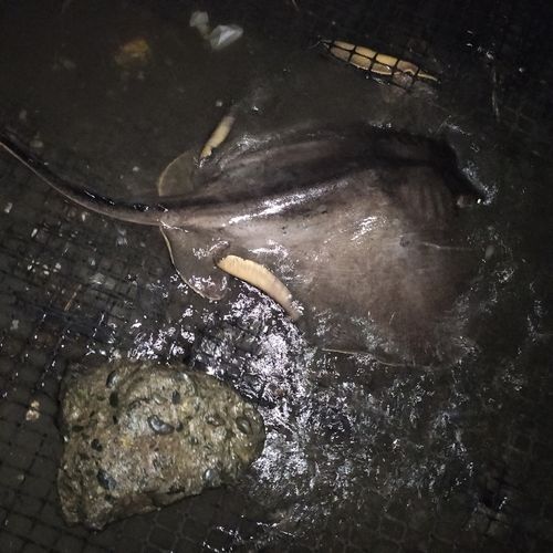 アカエイの釣果