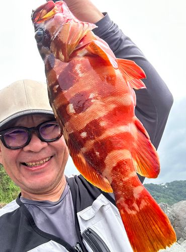 アカハタの釣果