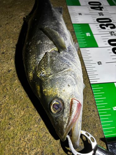 シーバスの釣果
