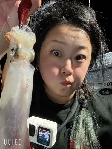 ケンサキイカの釣果