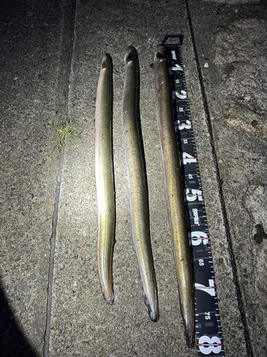 ウナギの釣果