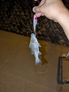 マルスズキの釣果