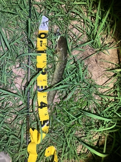 ナマズの釣果