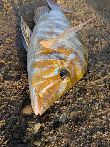ハマフエフキの釣果