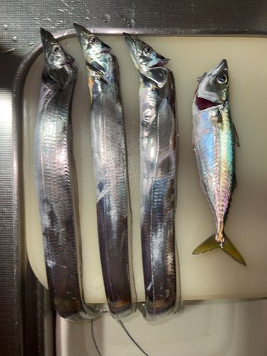 タチウオの釣果