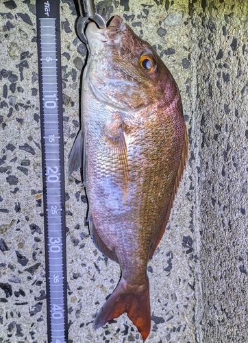 マダイの釣果