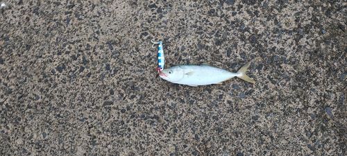 ワカシの釣果