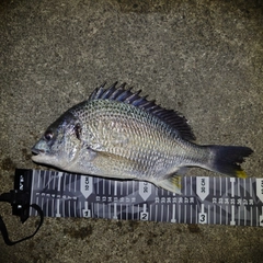 キビレの釣果