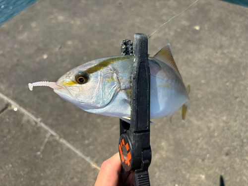 ショゴの釣果