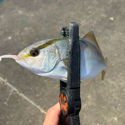 ショゴ