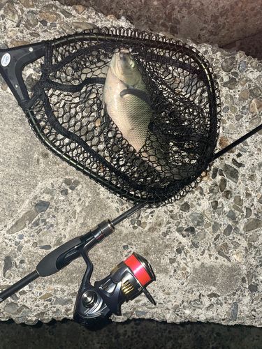 グレの釣果